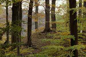 Geplantes Abbaugebiet Günzdorf mit Harzfelder Holz
