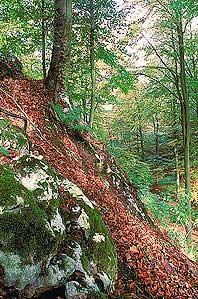 Zum Abbau genehmigt: Schluchtwald am Lichtenstein