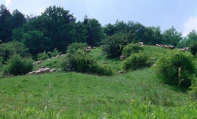 Schafe auf dem Blossenberg