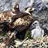 Petition für die Adler im Vis-Tal