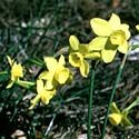 Binsenblättrige Narzisse (Narcissus juncifolius)