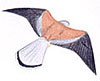Rötelfalke, Männchen - Zeichnung: D.  Chavigny