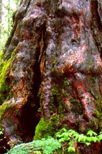 Riesenlebensbaum (=Rotzeder) mit Höhlung, wie sie Bären nutzen