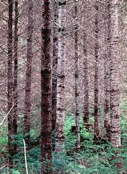 sekundärwald: <span class="tdr">Monotoner Forst aus 30j&auml;hrigen Douglasien